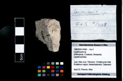 Foto (Objekt + Etikett) von Lecythocaris sp.  (NHMW-GEO-1990-0041-4366)